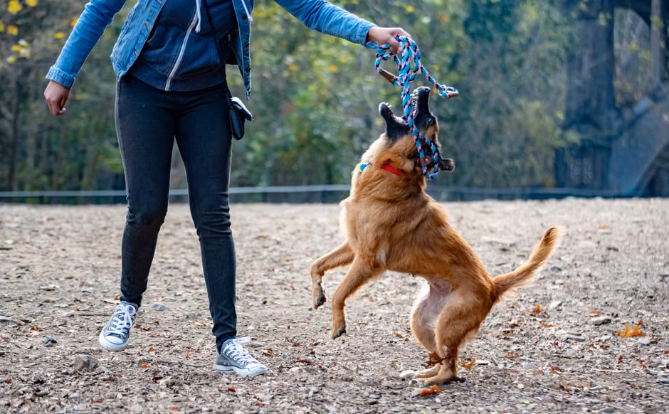 Frisbee para Cães
